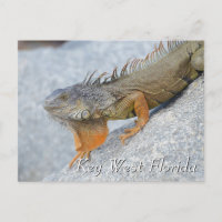 Iguana en el oeste clave de Florida