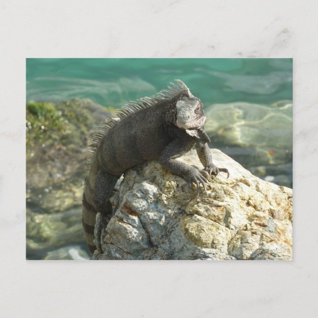 Postal Iguana en las rocas en St. Thomas (Anverso)