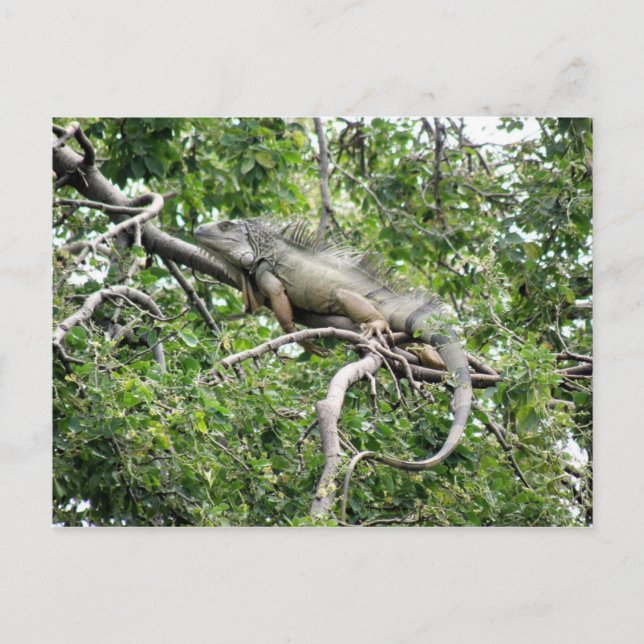 Postal Iguana en Monagas (Anverso)