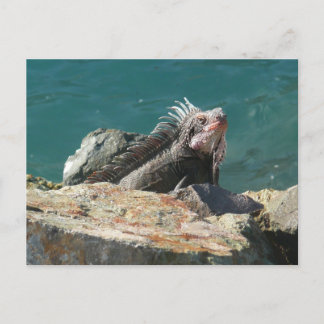 Postal Iguana en Santo Tomás