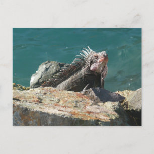 Postal Iguana en St. Thomas