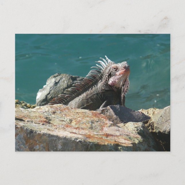 Postal Iguana en St. Thomas (Anverso)