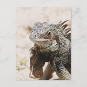 Postal Iguana gris