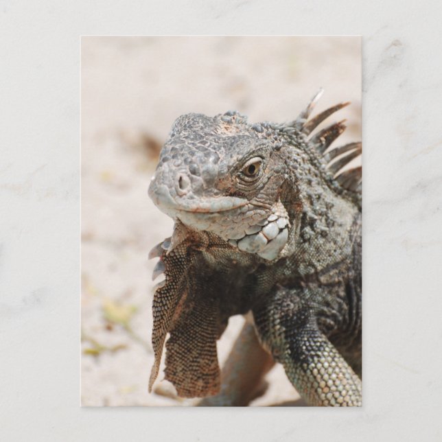 Postal Iguana gris (Anverso)