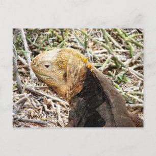 Postal Iguana, Isla Seymour, Galápagos Lo Es.