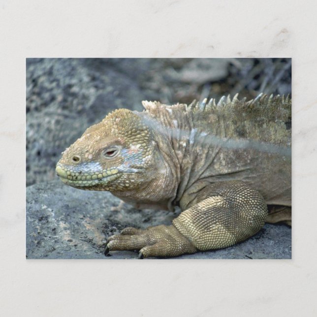 Postal Iguana, Islas Galápagos (Anverso)