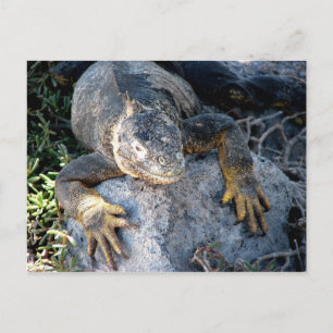 Postal Iguana, Islas las Plazas, Galápagos