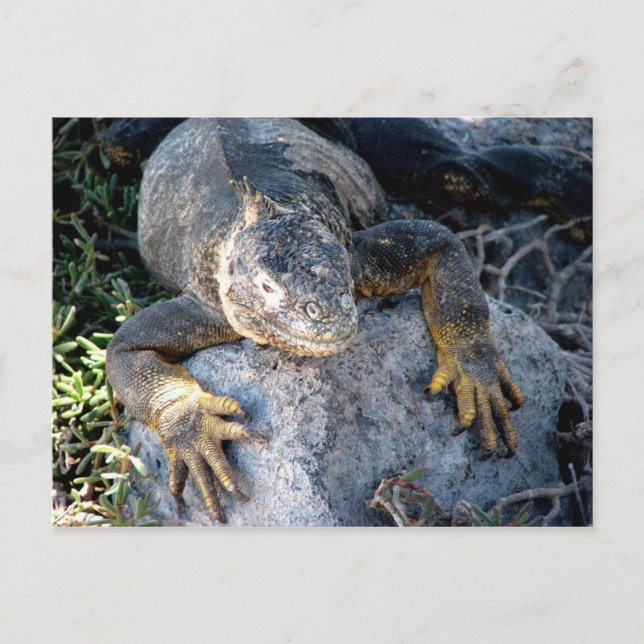 Postal Iguana, Islas las Plazas, Galápagos (Anverso)