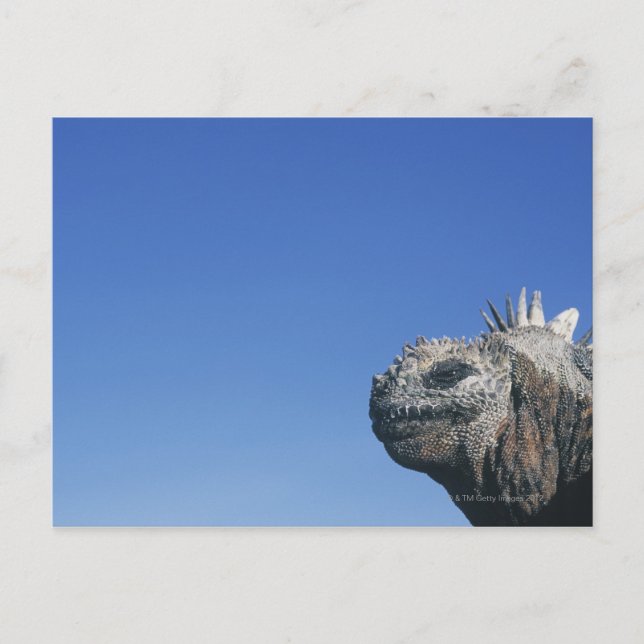 Postal Iguana marina (Anverso)