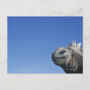Postal Iguana marina
