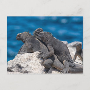 Postal Iguana marina