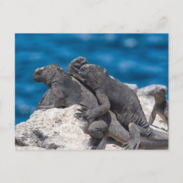 Postal Iguana marina (Anverso)