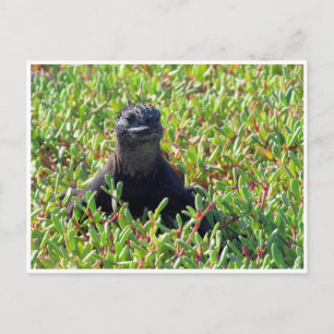 Postal iguana marina de galápagos