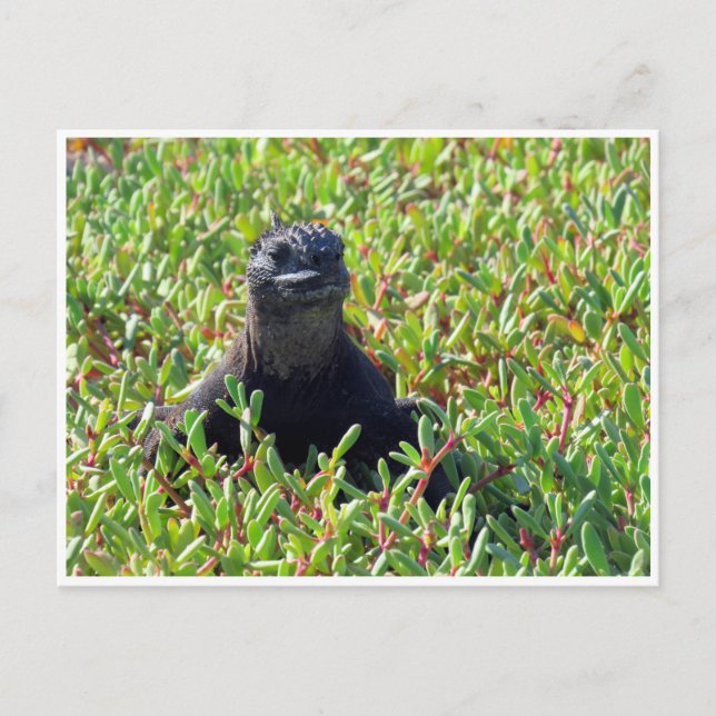 Postal iguana marina de galápagos (Anverso)