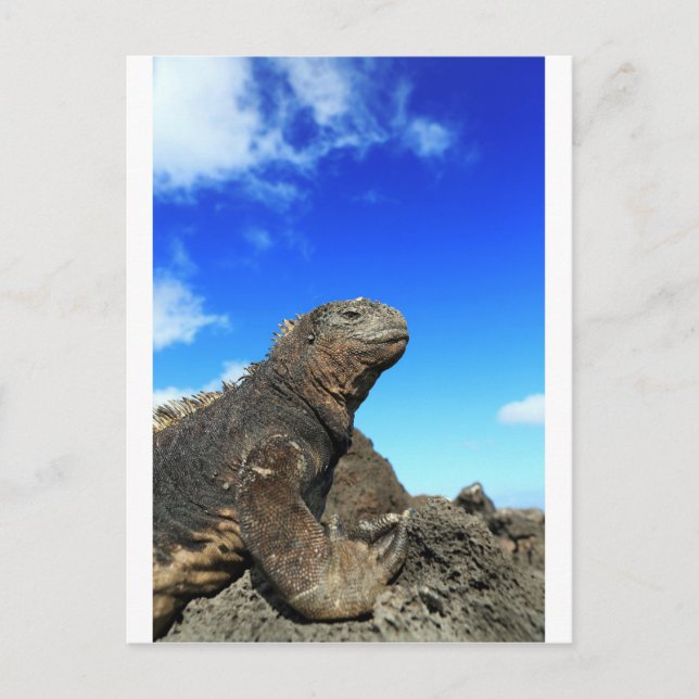 Postal Iguana marina de Galapagos tomando el sol (Anverso)