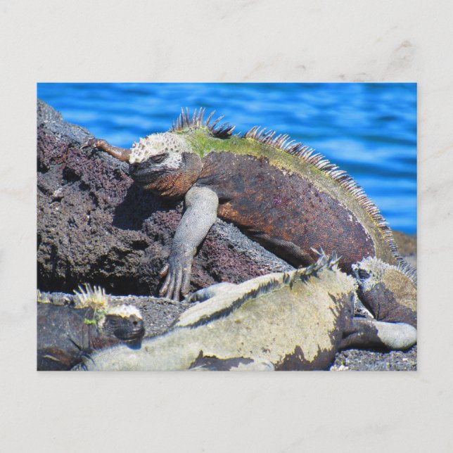 Postal iguana marina de las galápagos (Anverso)