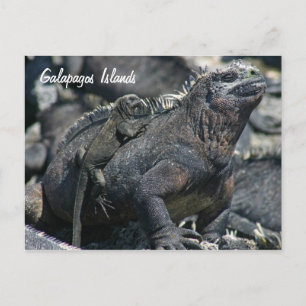 Postal Iguana marina de las Galápagos con bebé