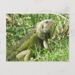Postal Iguana Puerto Rico