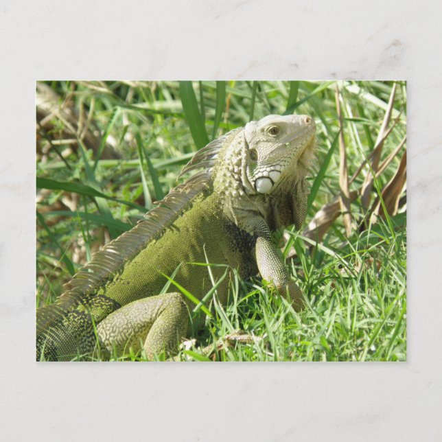Postal Iguana Puerto Rico (Anverso)