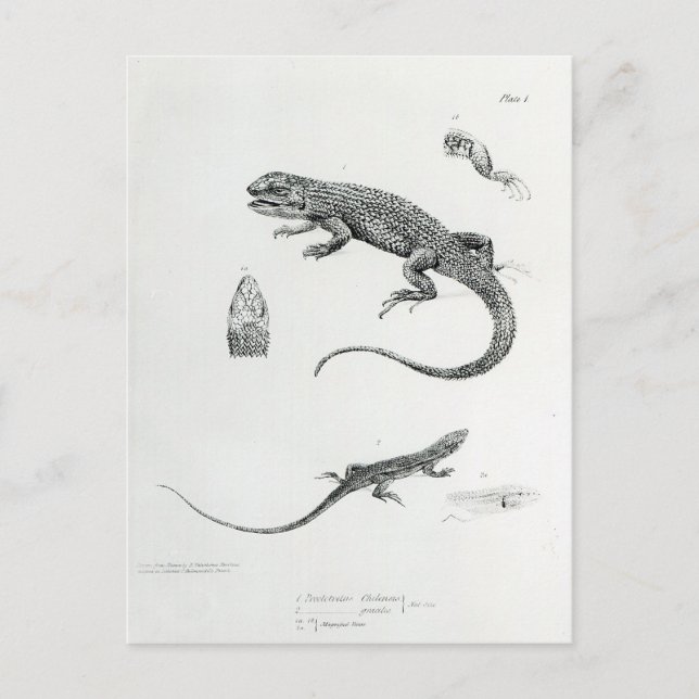 Postal Iguana Shingke (Anverso)