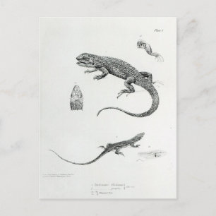 Postal Iguana Shingke