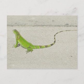 Postal Iguana silvestre