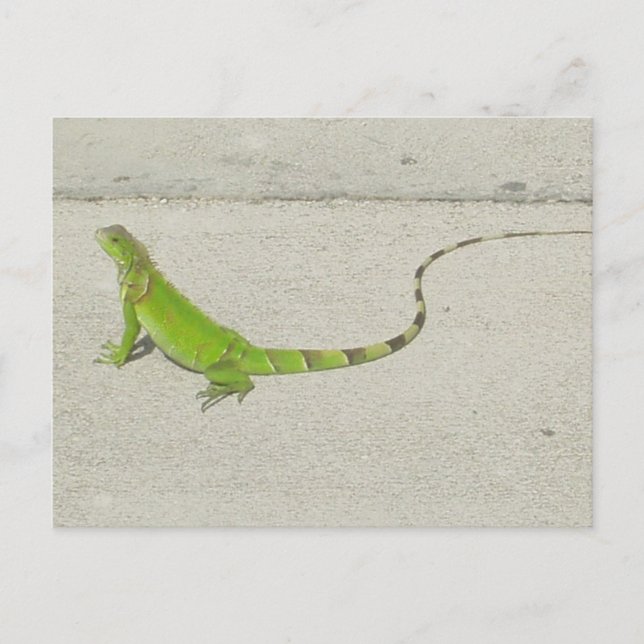 Postal Iguana silvestre (Anverso)