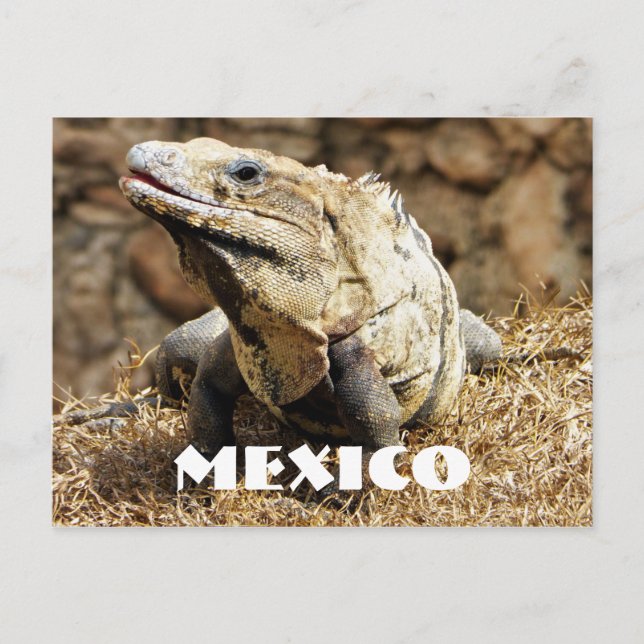 Postal Iguana silvestre reptil de México (Anverso)