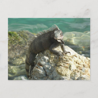 Postal Iguana sobre las rocas en Santo Tomás