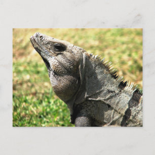 Postal Iguana, Tulum, México