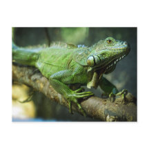 Iguana Verde