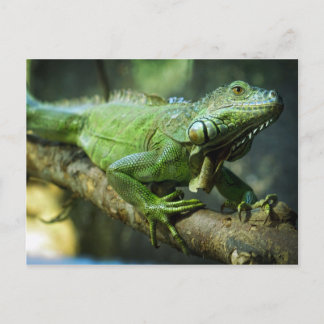 Postal Iguana Verde