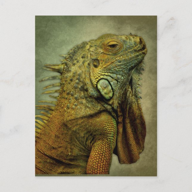 Postal Iguana verde (Anverso)