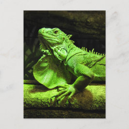 Postal Iguana verde