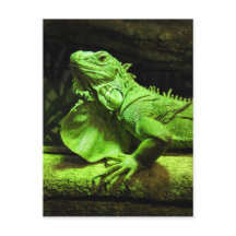 Iguana verde