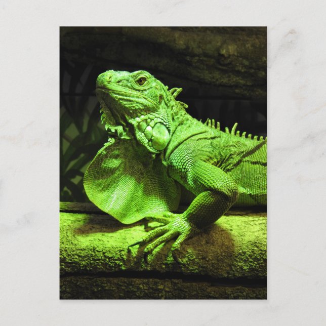 Postal Iguana verde (Anverso)