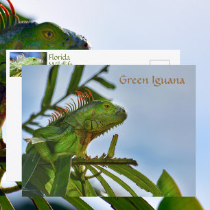 Postal Iguana Verde Reptil en la Naturaleza Fotográfica