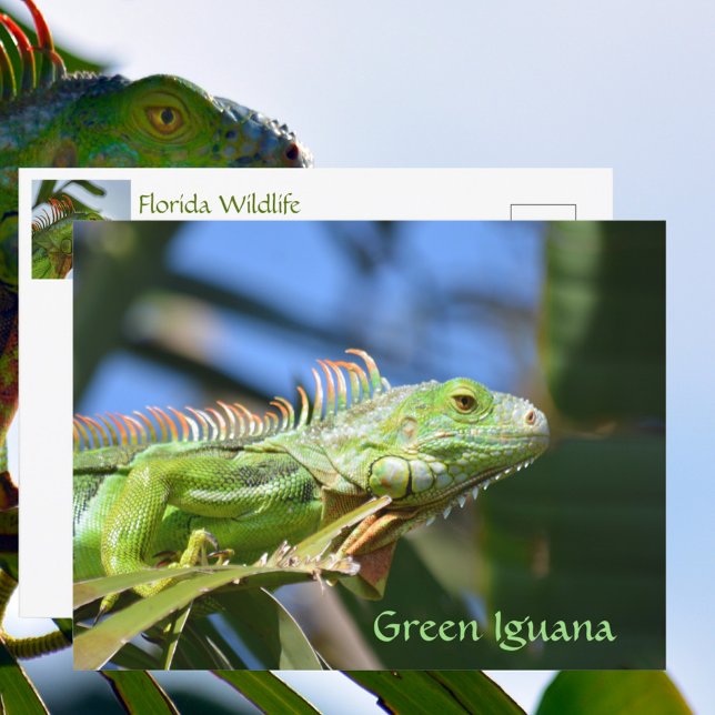 Postal Iguana Verde Reptil Fotografía de Vida Silvestre (Subido por el creador)