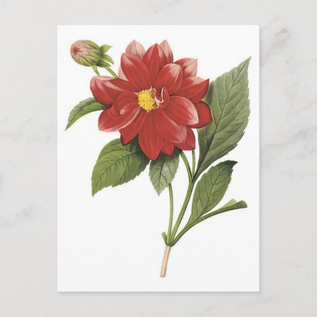 Postal Ilistración botánica de flor roja; dalia doble (Anverso)