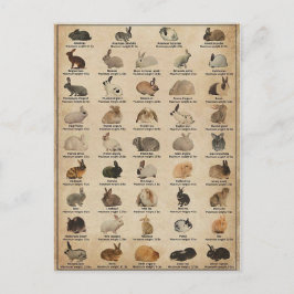 Postal Illustration Lapins