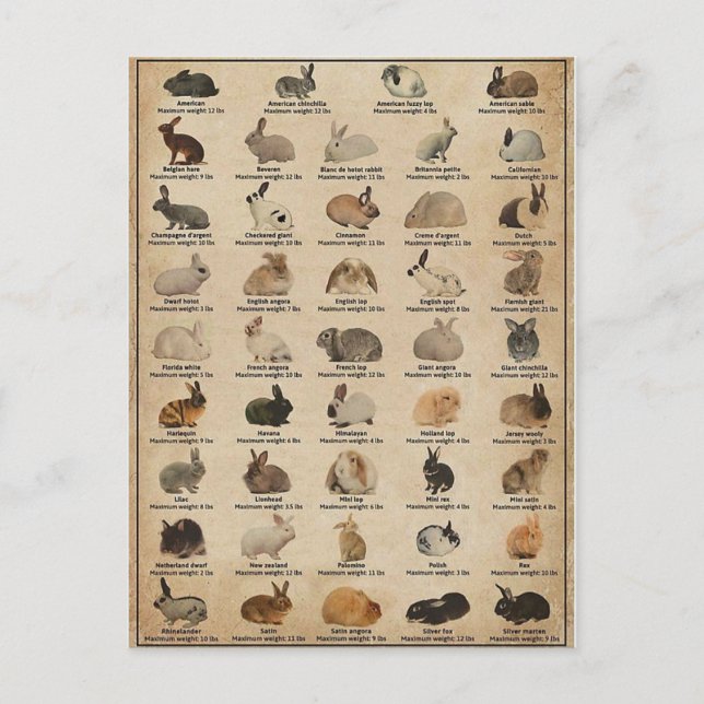 Postal Illustration Lapins (Anverso)