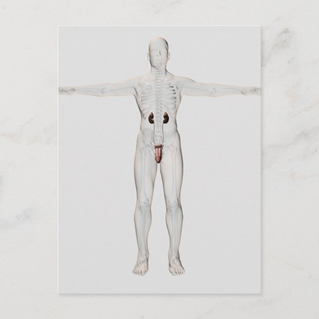 Postal ilustracion 3D Del Sistema Reproductivo Masculino  (Anverso)