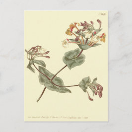 Postal Ilustración amarilla de madreselva de Menorca