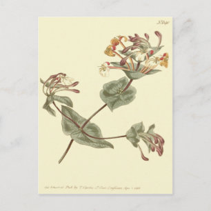 Postal Ilustración amarilla de madreselva de Menorca