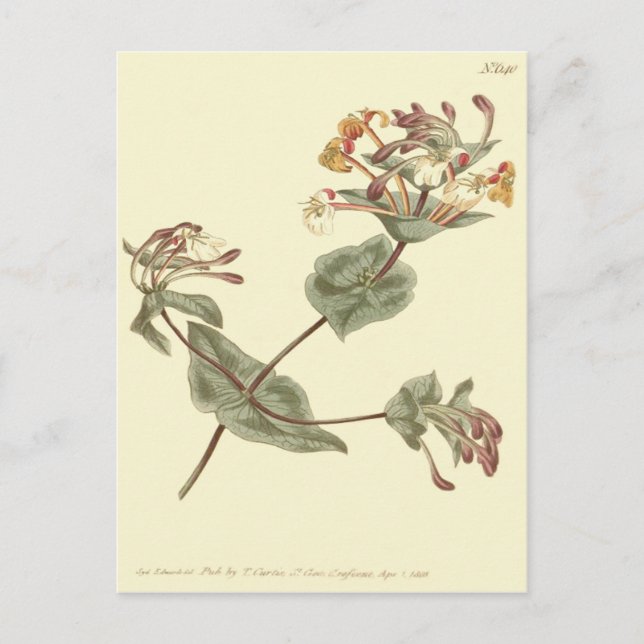 Postal Ilustracion amarillo honeysuckle (Anverso)