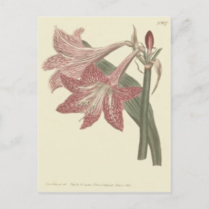 Postal Ilustracion Amaryllis con Red Rosa