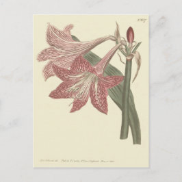 Postal Ilustracion Amaryllis con Red Rosa
