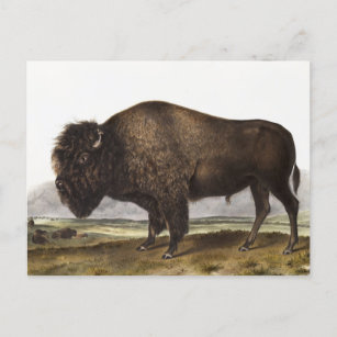Postal Ilustracion americano Bison (Bos Americanus)
