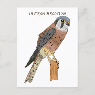 Postal Ilustracion americano de aves de Kestrel