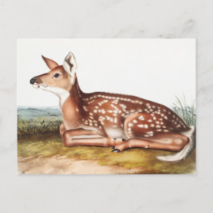 Postal Ilustracion Americano de Cervus Virginianus